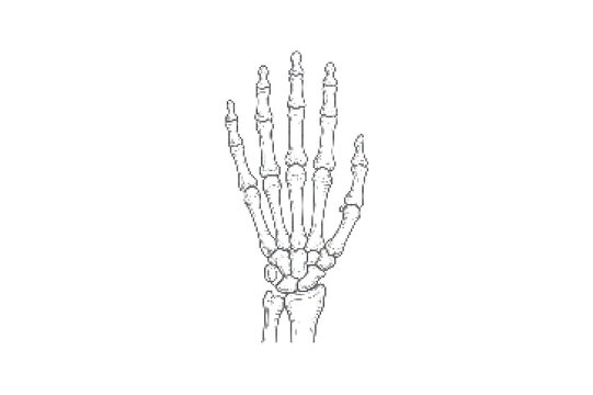 Human hand skeleton illustration in black and white vector format