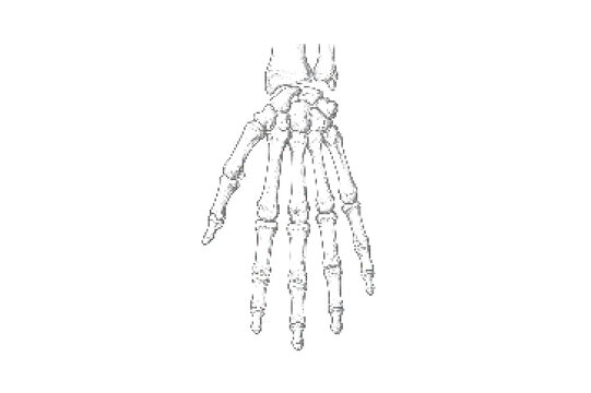 Human hand bones anatomy illustration