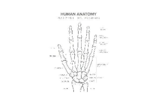 Human hand bones anatomy illustration