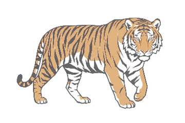 Obraz premium Tiger walking to the right side, orange and black stripes, white background