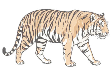 Obraz premium Tiger walking, orange and black stripes, white background