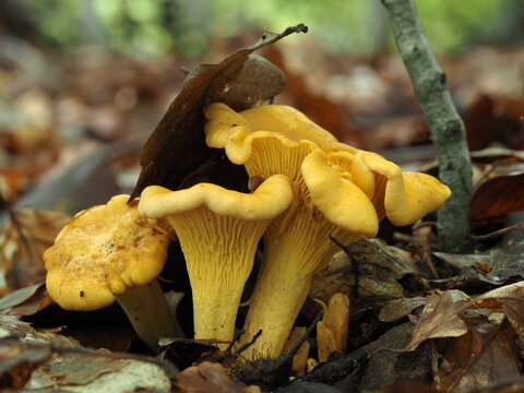 Pfifferling, Cantharellus cibarius