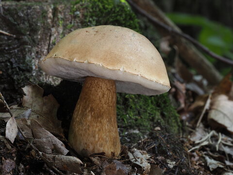 Gallenr&ouml;hrling, Tylopilus felleus