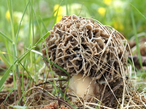 Graue Speisemorchel, Morchella vulgaris