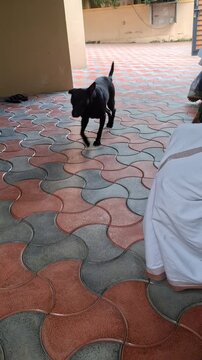 Playful black puppy walking on colorful interlocking paver patio in bright daylight&mdash;outdoor pet care concept.