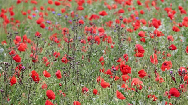 Bl&uuml;hender Mohn