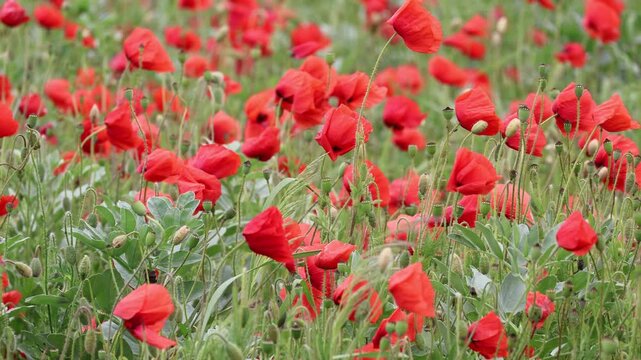 Bl&uuml;hstreifen mit Mohnbl&uuml;ten