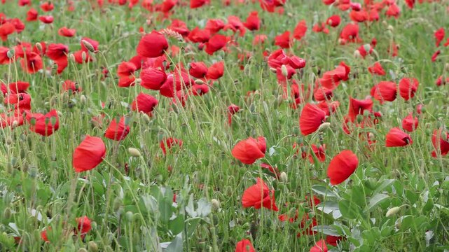 Bl&uuml;hstreifen mit Mohnbl&uuml;ten