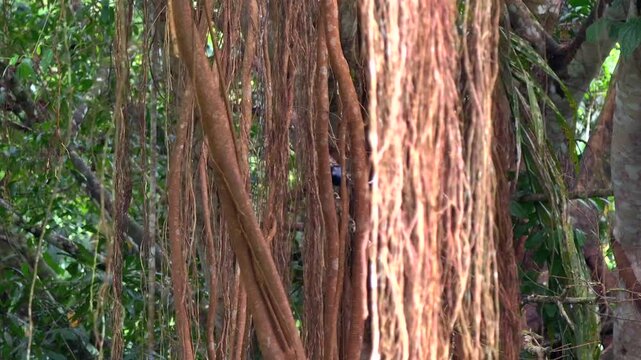 Long roots hang down from banyan tree, the majestic rainforest giant Tree with lush foliage, Jungle Concept