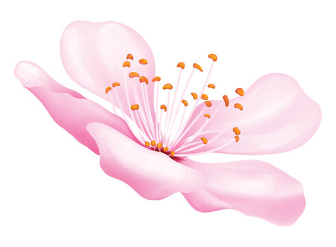 Detailed sakura cherry blossom with gentle pink petals inspired by Japanese hanami season. Vector illustration.