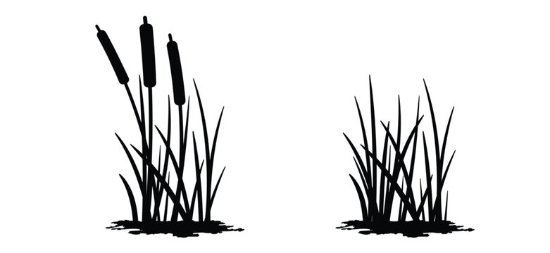 cartoon lisdodde or typha latifolia It is an aquatic plant. They have long, narrow leaves, a straight stem, and a brown, cigar-shaped spadix. They grow mainly in swamps, ditches, and along banks.