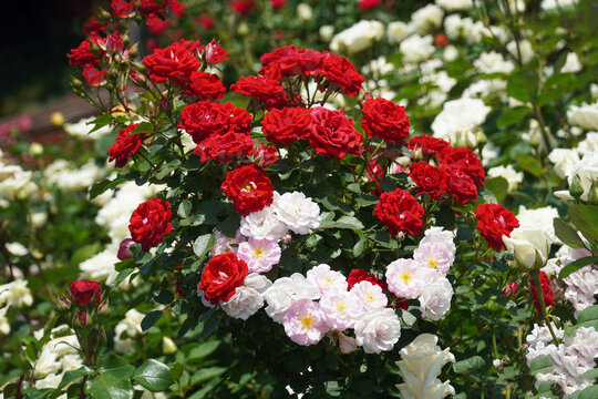 Red roses and pink roses against a green leaf background are in one space.