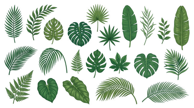 Tropical leaves on white background vector illustration