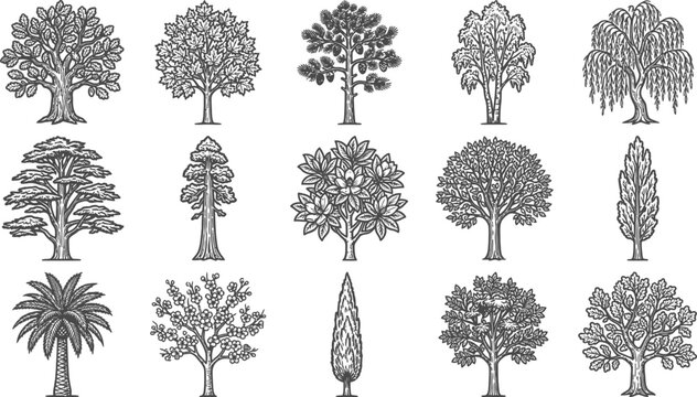 Black and white of various tree types with different foliage shapes and sizes pine