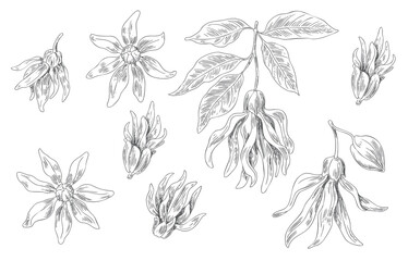 Fototapeta premium Vintage Ylang Ylang botanical elements with flowers, leaves, and engraved art.