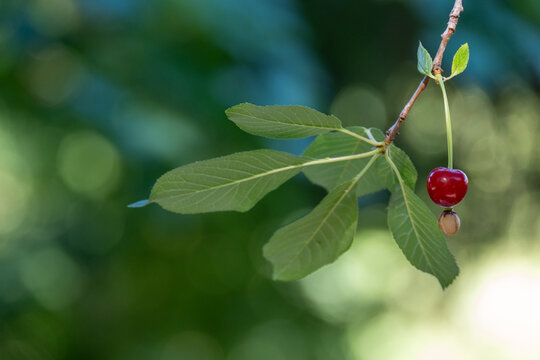 Single Red Cherry On Branch