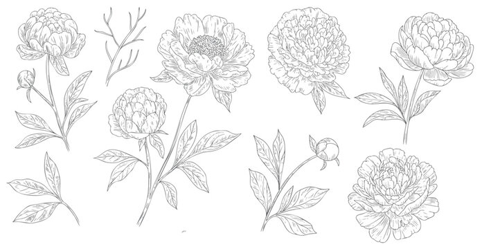 Vintage peony floral elements with leaves and buds in antique botanical illustration collection.