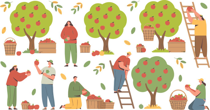 people picking apples from trees and putting them into baskets and boxes on a sunny day