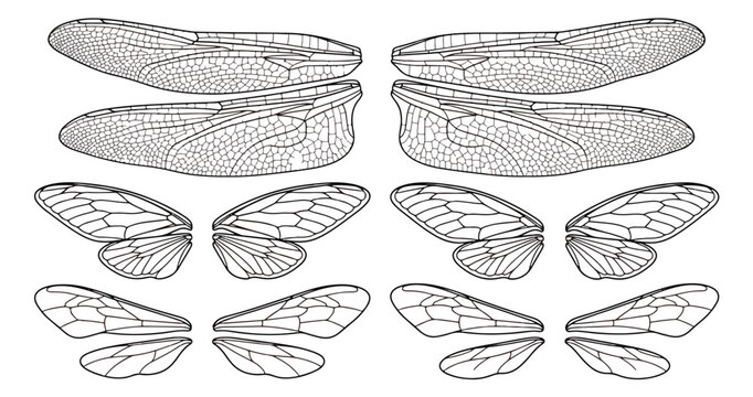 Detailed dragonfly wings line art set, black and white insect wing vector illustrations, cicada and bee wing sketches for tattoo design and biology