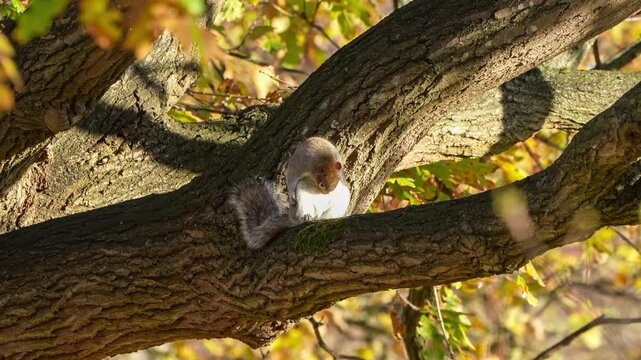 a wild grey squirrel (Sciurus carolinensis) preening, sat in a tree