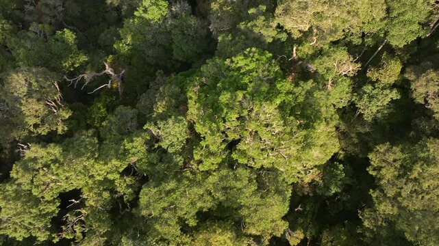 Lush Tropical Rainforest of Borneo, Asia. Mountain mossy Dense tropical equatorial rainforest. Aerial Shot of ecosystem.