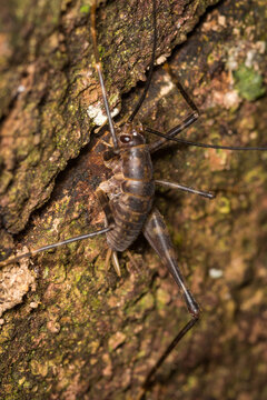 Close up of a Cave wētā which is an ancient insect belonging to the family Rhaphidophoridae, Common names for these insects include cave crickets, camel crickets, spider crickets, and sand treaders. T
