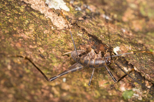 Close up of a Cave wētā which is an ancient insect belonging to the family Rhaphidophoridae, Common names for these insects include cave crickets, camel crickets, spider crickets, and sand treaders. T