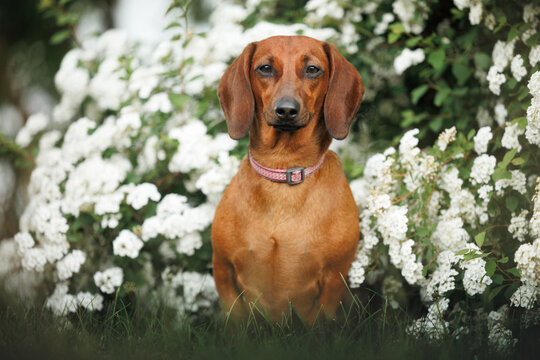 red dachshund dog posing in front of a blooming bush in summer