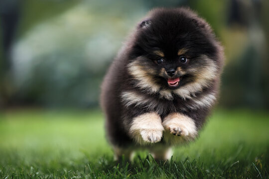 happy black and tan pomeranian spitz puppy running outdoors, close up