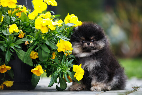 cute pomeranian spitz puppy sitting next to blooming yellow flowers outdoors