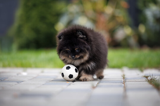 pomeranian spitz puppy playing with a ball toy outdoors