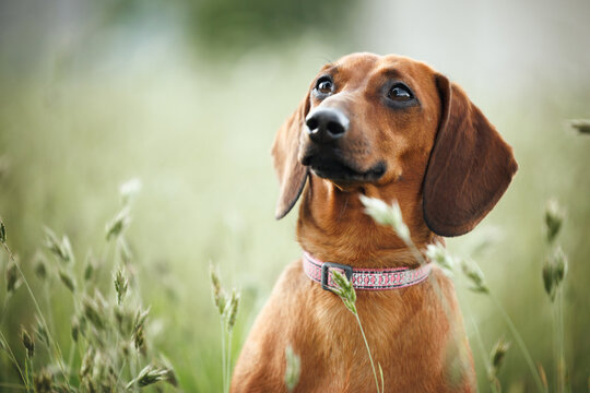 red dachshund dog portrait on a meadow in summer