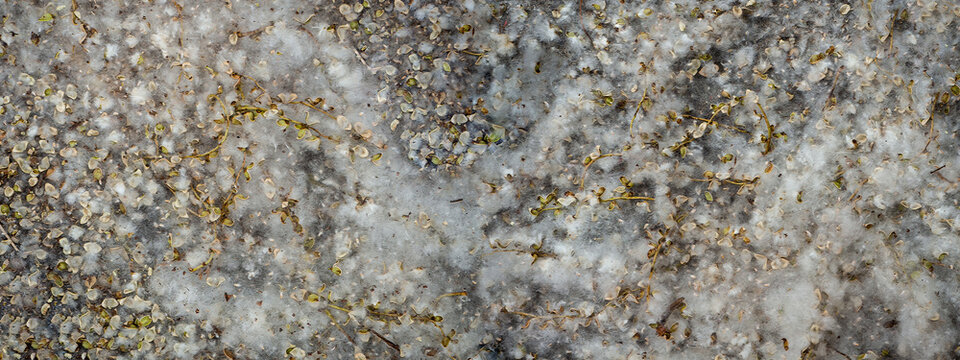 Natural background with poplar fluff. Brushes with scales and light fluff lie on the surface in a dense layer, filling the entire background. Copy space.