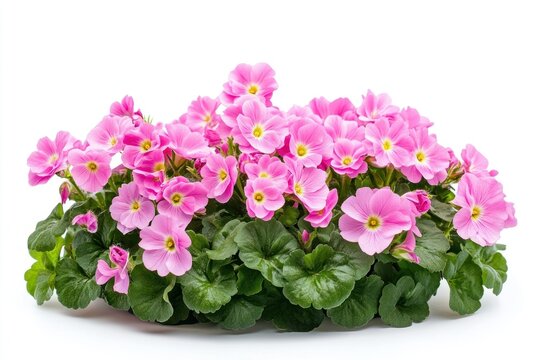 Primroses flowers bush primroses plants spring.