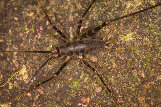 Close up of a Cave wētā which is an ancient insect belonging to the family Rhaphidophoridae, Common names for these insects include cave crickets, camel crickets, spider crickets, and sand treaders. T