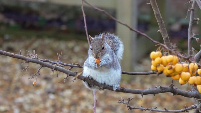 a wild grey squirrel (Sciurus carolinensis) feeding in a tree