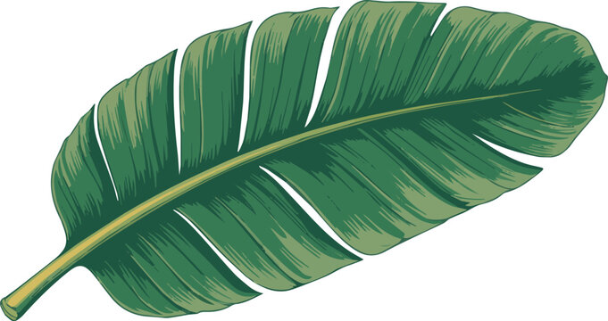 Large green banana leaf with yellow stem on white background