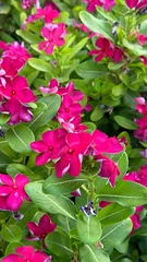 Fototapeten Pink Collection of Vibrant Flowers and Blooming Trees  © Travel Oyo