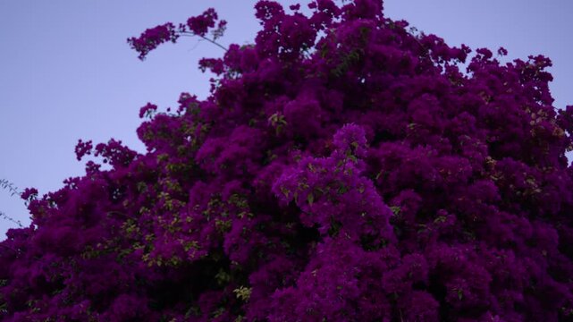 Colorful Bougainvillea Blossoms During Santos Populares Festival Lisbon Portugal Shot with Cinema Camera