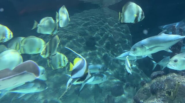 Orbicular batfish Platax orbicularis, crevalle jack Caranx hippos and Moorish idol Zanclus cornutus swim in a tropical underwater habitat. Marine biodiversity, aquarium life, ocean ecosystem, aquatic 