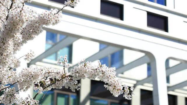 The shot of peach blossom with shite building in the background