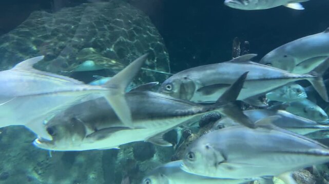 Crevalle jack Caranx hippos school with orbicular batfish Platax orbicularis in a rocky underwater habitat. Marine biodiversity, tropical aquarium, ocean ecosystem, aquatic wildlife, sea life.