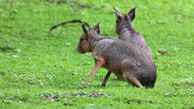 Patagonian Mara, Dolichotis patagonum. These large relatives of guinea pigs are common in the Patagonian steppes of Argentina but live in other areas of South America as well such as Paraguay.