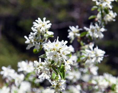 Amelanchier ovalis, commonly known as raven pear, is a deciduous shrub in the family Rosaceae. It produces dense clusters of starry white flowers in early spring, which are fragrant.