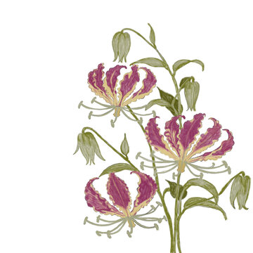 Gloriosa superba flame lily flowers vector illustration. Tropical climbing lily branches with pink petals and buds isolated on white background. Hand drawn textured floral sketch.