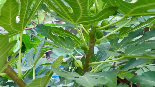 Close-up of young green figs on a productive Smith fig tree in a home garden. Abundant developing fruit highlights healthy growth, cultivation success, and backyard harvesting.