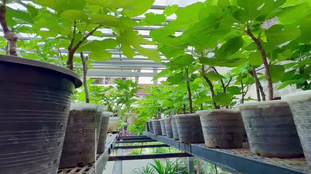 Many small fig trees with healthy green leaves growing in transparent pots. Visible root systems highlight successful propagation, plant development, and nursery cultivation, home gardening 