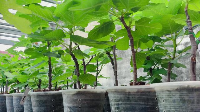 Many small fig trees with healthy green leaves growing in transparent pots. Visible root systems highlight successful propagation, plant development, and nursery cultivation, home gardening
