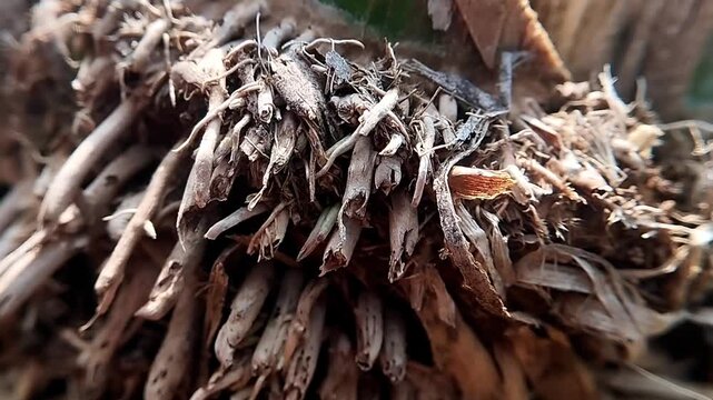 Close up of dense bamboo roots cluster showing a detailed dry organic fiber structure in a stable shot.
