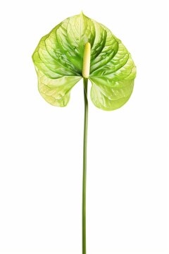 Single green anthurium flower isolated on white background with long stem, delicate translucent petals and a fresh tropical look.